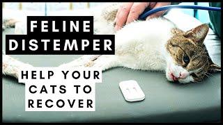 Feline Distemper Help your cats recover from this Virus