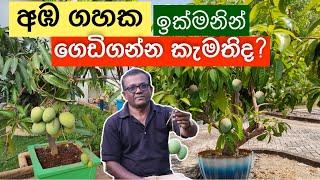 අඹ ගහක් හිටවන්න හොඳම විදිය  Mango Plant - Tips  Ceylon Agri  Episodes 244