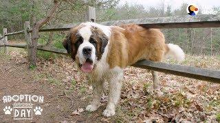 130-Pound Dog Gets His First Home Ever  The Dodo Adoption Day