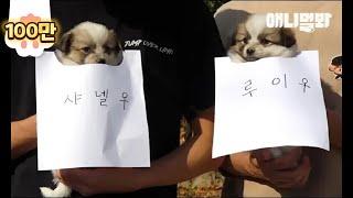 뭣모르고 입대한 시고르자브종 애들 좀 전역시켜주세요 ㅣ Puppies Take A Mugshot To Be Arrested For An Adoption LOL