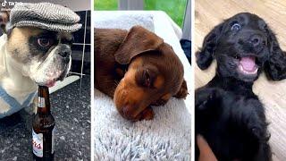 Ultimate Funny DOGS Compilation  Cutest PUPPIES on the internet  #4