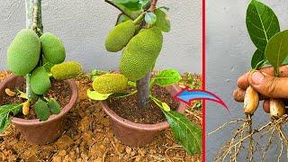 Technique Grafting Jackfruit Tree Grow at house - how to grow Jackfruit tree