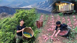 2 Years Alone in Forest. 2 days harvesting plums red potatoes go to market sell. Raise ducklings