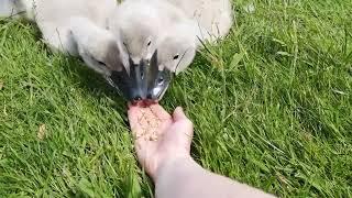 Tiny Swan Babies Cygnets Eat Out of My Hand and Make Silly Beeping Noises