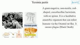 Yersinia pestis