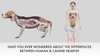 Comparative Anatomy  Dog vs Human Heart