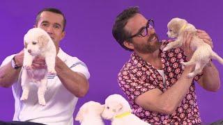 Ryan Reynolds and Robert McElhenney Play With Puppies While Answering Fan Questions