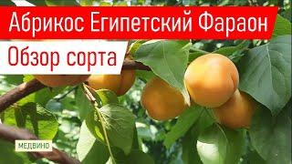 Абрикос Египетский Фараон обзор сорта