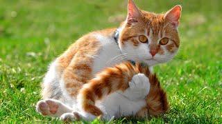 12 Hours Anti Anxiety Music For Cats  Stress Relief Music For Cats  Calming Music For Cats