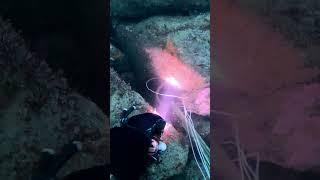 GIANT CONGER EEL ️SPEARFISHING #shorts