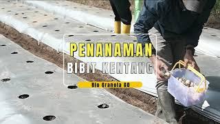 BSIP Biogen Penanaman Bibit Kentang Bio Granola G0