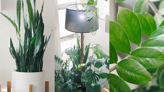 Peaceful Plant Tour – Indoor Houseplant Collection 