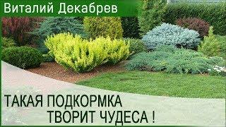 ЭТА ПОДКОРМКА ТВОРИТ ЧУДЕСА