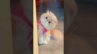 Unbearably Cute The Ultimate Crime Of Cuteness  #animallovers #shorts