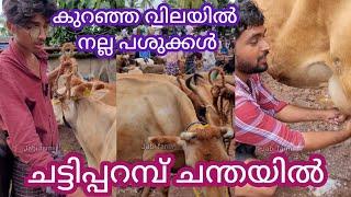 ഈ പശുക്കൾ എല്ലും തൊലിയും ആണെങ്കിലും പാലുണ്ട് #cowfarming #buffallo #chattipparambchantha #goat #pats