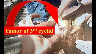 Partial excision of third eyelid in a goat due to tumor