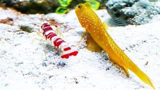 Yellow Watchman Goby and Candy Stripe Pistol Shrimp Pair