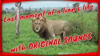 Last moment of a lions life with original sounds Kruger National Park