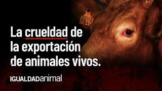 La REALIDAD de la EXPORTACIÓN de ANIMALES VIVOS