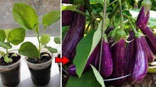 how we can farming a brinjal plant with best soil mixture an take harvest soon  බටු වගාව සිංහල