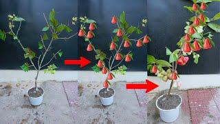 Amazing Macopa​ tree grafting technique​​ Cut branches plant in pots get fruit easily 100% success