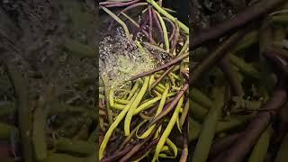 #wow #beans #healthy #vegetables #fresh #garden #shortvideo #viral #viralvideo