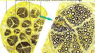 Introduction to Particular Histology. Nerve system - 1. Video-lecture by Zimatkin 11