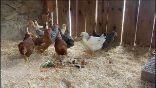 Watch Chickens try Food Scraps for the First Time