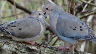 Mourning dove bird Courtship and Mating Ritual