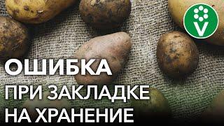 НИКОГДА ТАК НЕ ДЕЛАЙТЕ ПОСЛЕ УБОРКИ КАРТОФЕЛЯ Ошибки из-за которых картошка быстро портится