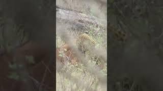 Natures Fury Leopards Warthog Hunt in Action #wildlife #shorts #safari