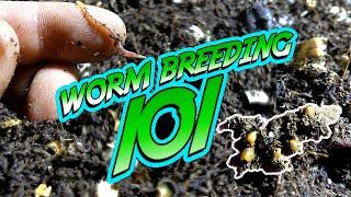 COMPOSTING WORM BREEDING Expert Level