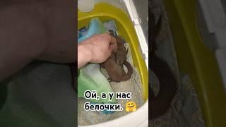 Бельчата в приют.  Внезапно от Белкоспаса.  #squirrel #бельчата #funnypets #волонтерство