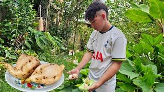 Cedo na horta galinha ovos colhi 2 batata doce enormes com 3 meses de plantio na caixa de esopor