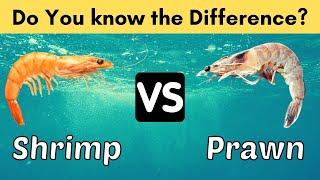 Top 5 Differences between Shrimps and Prawns-Shrimp and Prawn Difference-Difference Video#2