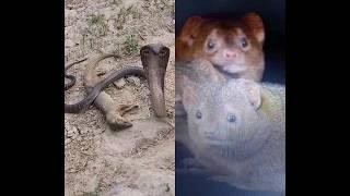 Mongoose not survived from cobra  #snakeandmongoose #cobravsmongoose #snake