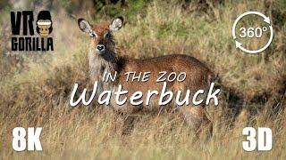 VR in the Zoo Waterbuck short - 8K 360 3D