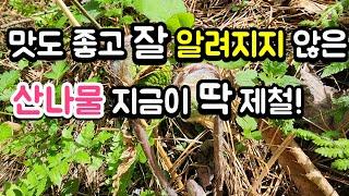 맛도 좋고 잘 알려지지 않은 산나물 없어서 못 먹어요 #봄나물 #약용식물