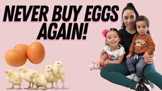 Never buy store bought eggs again - 5 reasons why you should start a chicken farm