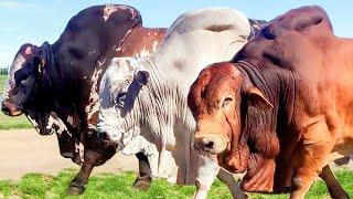 50 Huge Bulls of Boran breed  Hurwitz Farming South Africa