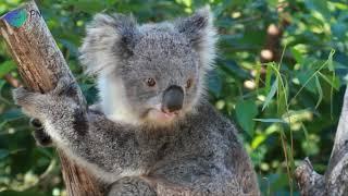 #Phascolarctoscinereus #koalabear #koala          Koala Bear  In 4K  Phascolarctos cinereus