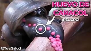  Si ves estos HUEVOS ¡aplastalos de inmediato  Caracol Manzana es MUY PELIGROSO