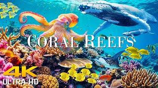 Coral Reefs 4K - Scenic Relaxation Film  Under The Sea Film With Calming Music - Scenic Film