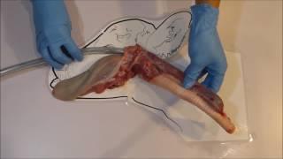 Calf Tube Feeding Anatomy Tutorial Trusti Tuber Flexi Tuber