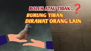 Perkutut tiban diminta orang boleh tidak