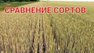 Сравнение двух сортов пшеницы. 06.06.22