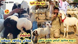 Peshawar Dumba Mandi 7092024 New Updates  Zero Size Turkey Balkhi Sheeps Prices  Izhar Ali Shah