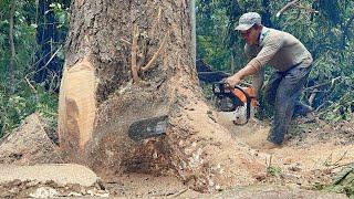 Strongest Chainsaw… Stihl ms881 Cutdown tree Fast & Easy‼️