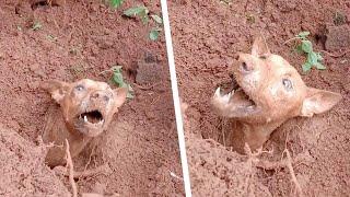 Anjing Terkubur Tanah Longsor Warga Temukan Sesuatu yang Memilukan