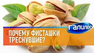 Галилео  Почему фисташки треснувшие?